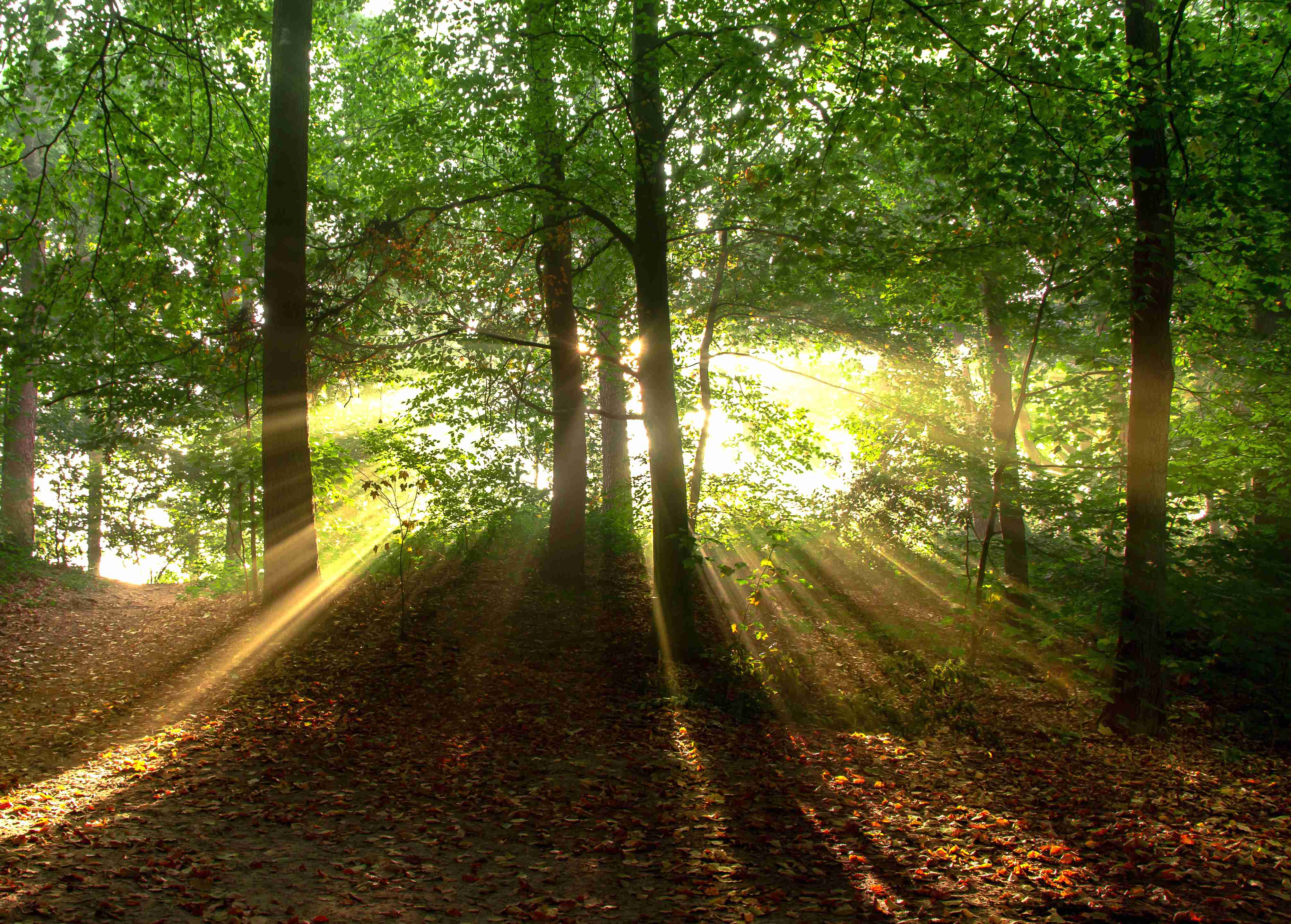 2015 Herbstferien 1 Woche Wander Lennebergverein Rheingold